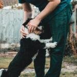 Pets in animal shelters